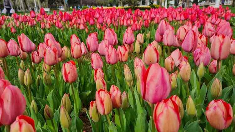 <p><strong>Muş:</strong></p>

<p>Lale, Selçuklu Dönemi, Çorti</p>

<p> </p>
