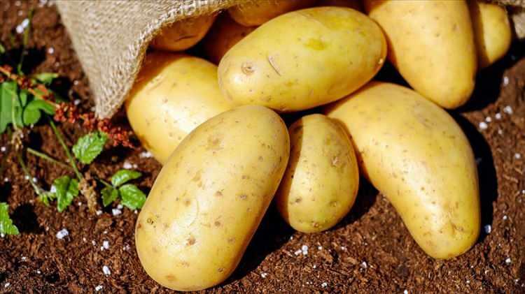 <p><strong>Niğde:</strong></p>

<p>Patates, Salatalık, Papara</p>

<p> </p>
