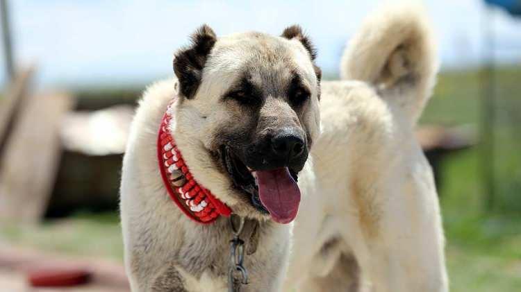 <p><strong>Sivas</strong>:</p>

<p>Kangal Köpeği, Ayran Aşı, Selçuklu Mimari</p>

<p> </p>
