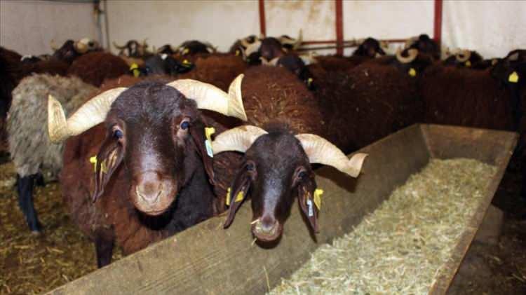 <p><strong>Iğdır: </strong></p>

<p>Aras Nehri, Iğdır Kavunu, Mor Karaman cinsi koyunu</p>

<p>&nbsp;</p>
