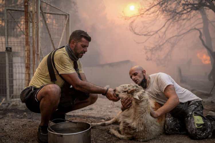 <p><span style="color:#B22222"><strong>YUNANISTAN'IN ATINA KENTİ</strong></span></p>
<p> </p>
<p>Hasia köyünde orman yangını devam ederken gönüllüler yanan bir çiftlikten kurtardıkları bir koyuna su veriyor.</p>
<p> </p>
<p><strong>Fotoğraf: Alkis Konstantinidis</strong></p>