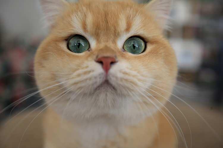 <p>Türkiye, dünyanın en çok kedi sahiplenen ülkesidir.</p>