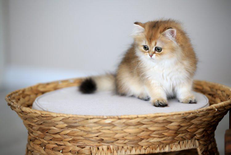 <p>Yaklaşık 10 milyon kedi bulunmaktadır. Türkler, kedilere büyük bir sevgi ve saygı duymaktadır. Hatta İstanbul’da kediler için özel bir müze bile vardır.</p>