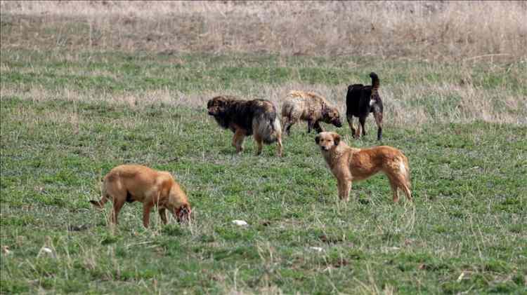 <p><strong>Başıboş köpek sorunu (sokak hayvanları) sorununu hangi aday çözer?</strong></p>

<p>% 44'ü Murat Kurum</p>

<p>% 40.3'ü Ekrem İmamoğlu</p>

<p>% 13.3'ü Fikrim yok</p>

<p>%2.4'ü Diğer partinin adayı</p>
