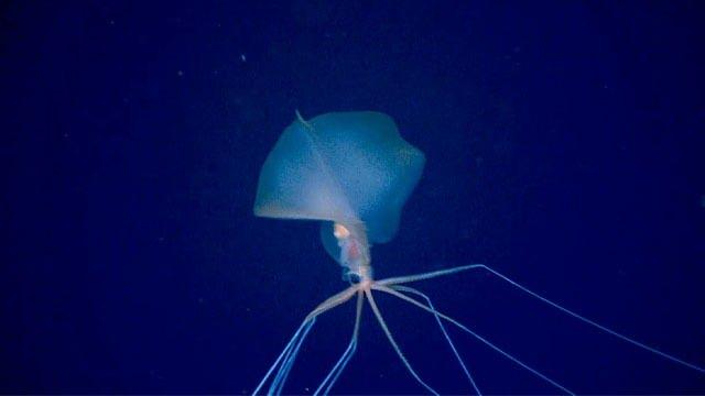 <p><span style="color:#B22222"><strong>6.000 METRE</strong></span></p>

<p> </p>

<p><strong>| Magnapinna Mürekkep Balığı (Bigfin squid)</strong></p>
