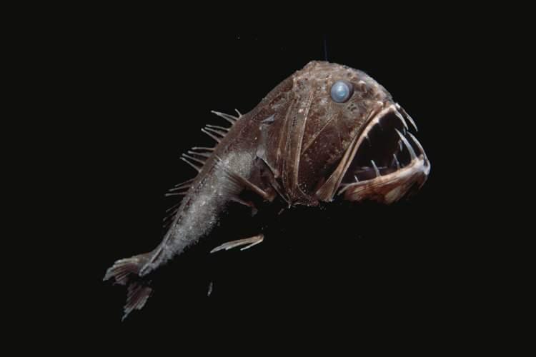 <p><span style="color:#B22222"><strong>5.000 METRE</strong></span></p>

<p> </p>

<p><strong>| Fangtooth fish</strong></p>
