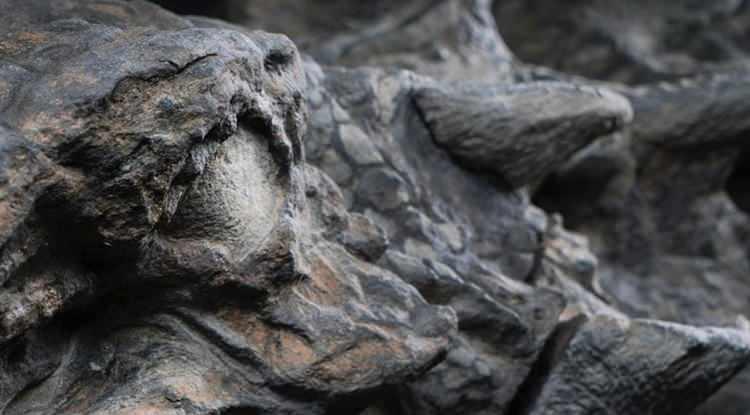 <p><span style="color:#B22222"><em><strong>Richards Spur kireçtaşı mağarasında önemli bir keşfe imza atan Toronto Üniversitesi'ndeki araştırmacılar, bilinen herhangi bir deri fosilinin yaşını en az 21 milyon yıl aşan tamı tamına 286 milyon yıllık üç boyutlu bir fosilleşmiş deri parçası buldular.</strong></em></span></p>
