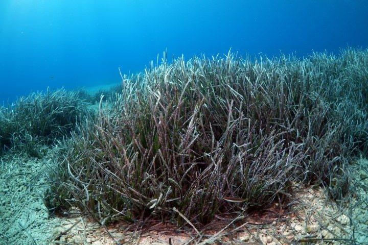 <p>Webtekno'nun aktardığı bilgilere göre Posidonia Australis adındaki su altı çayırının tamamı, tek bir organizma gibi davranıyor.</p>