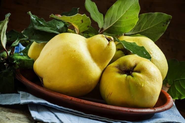 <p>Ayva yiyip uyumak mide sağlığını korur, asit oluşumunu engeller.</p>
