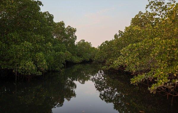 <p><span style="color:#000000"><strong>Tropikal ve subtropikal b&ouml;lgelerde, ekvatora yakın deniz kıyılarında sıklıkla rastlanılan mangrov ormanları &ouml;nemli kaynak olarak g&ouml;r&uuml;l&uuml;rken Oregon &Uuml;niversitesi ve Uluslararası Ormancılık Araştırma Merkezinin 2017'de yaptığı ve "Frontiers in Ecology and the Environment" dergisinde yayımlanan makalede bu ormanların &ccedil;eşitli gerek&ccedil;elerle yok edilmesinin, k&uuml;resel ısınmayı hızlandırdığına dikkat &ccedil;ekiliyor.</strong></span></p>
