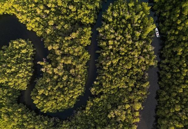 <p><span style="color:#000000"><strong>Makalede, mangrovların k&ouml;klerinde y&uuml;zyıllar boyunca karbondioksit gazı depolayabildiğine işaret edilerek, bu ormanlar yok edildiği takdirde atmosfere &ouml;nemli &ouml;l&ccedil;&uuml;de sera gazı yayıldığı ortaya konuldu.</strong></span></p>
