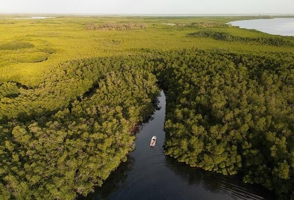 <p><span style="color:#000000"><strong>"Nature Geoscience" dergisinde 2011'de yayımlanan makalede de mangrovların, yağmur ormanlarının depoladığından 2 ila 4 kat daha fazla karbondioksit depolayabildiğine vurgu yapılıyor.</strong></span></p>
