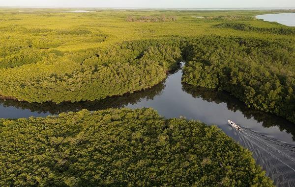 <p><span style="color:#000000"><strong>Yaklaşık 718 kilometrelik kıyı şeridine sahip Senegal'in batısında bulunan Saloum Deltası, yapılan araştırmalar sonucu geniş mangrov ormanlarıyla dikkatleri &uuml;zerine &ccedil;ekti.</strong></span></p>
