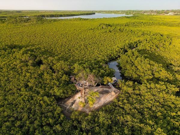 <p><span style="color:#000000"><strong>UNESCO D&uuml;nya Mirası Listesi'nde yer alan deltada, mangrov ormanlarının 80 bin hektarlık bir alana yayıldığı tespit edilirken g&ouml;rsel bir ş&ouml;len oluşturan kıvrımlı ormanlar yoğun ilgi g&ouml;r&uuml;yor.</strong></span></p>
