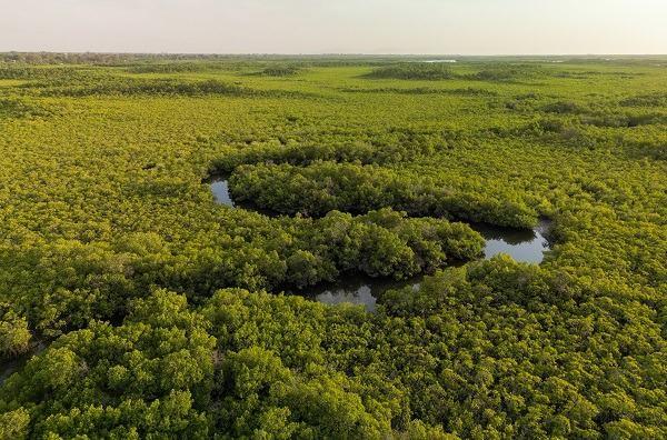 <p><span style="color:#000000"><strong>Sadece kuş seslerinin duyulduğu mangrov ormanlarında g&uuml;n doğumu ve g&uuml;n batımındaki ışık oyunlarından olduk&ccedil;a etkilenen ve buraya hayran kalan Bel&ccedil;ikalı turist Anna Willems, "Daha &ouml;nce su kıyısında yetişen bir ormana hi&ccedil; rastlamamıştım. G&uuml;n batarken mangrov ormanlarına d&uuml;zenlediğimiz tekne turunda b&uuml;y&uuml;lendim. Suyun &uuml;zerinde adeta dar bir labirentte ilerler gibi ilerledik. Bizim i&ccedil;in unutulmaz bir deneyimdi." ifadelerini kullandı.</strong></span></p>
