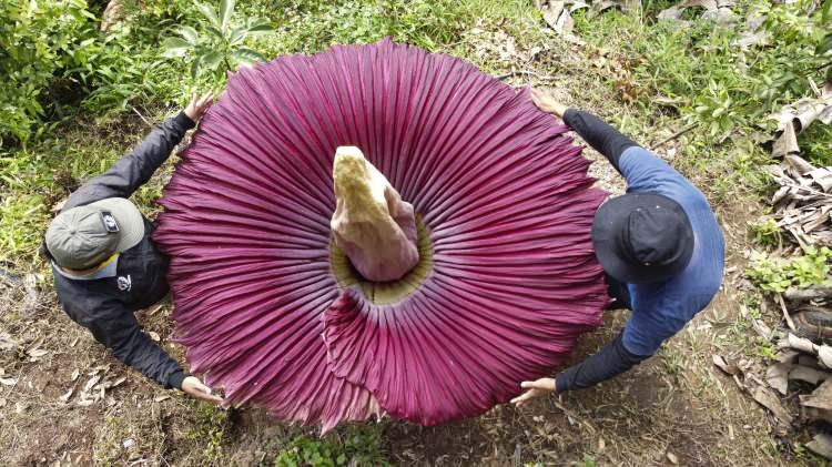 <p>Gerçek adı Titan Arum (Amorphophallus titanum) bu yıl da zamanında açtı. </p>