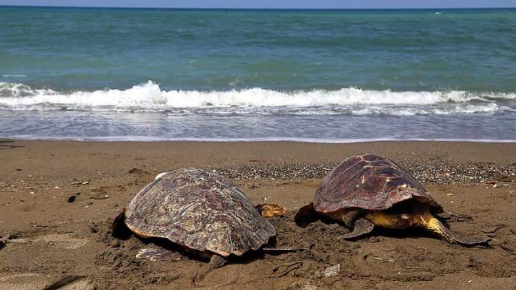 <p>Fotoğraflarla desteklenen 50 sayfalık raporda, Köyceğiz- Dalyan Özel Çevre Koruma Bölgesi'nde yapılacak inşaatın sistemin geri dönüşümsüz bozulmasına yol açılabileceği, bölgedeki değişimin yıllara yayıldığı, uygulanacak rejeneratif yöntemlerin etkilerinin uzun yıllarda alınabileceği, uygulamaların etkilerinin her yıl düzenli izlenmesi, müdahalelerin yol açabileceği beklenmeyen olumsuz etkilerin erken tespiti açısından önemli olduğu yer aldı. </p>