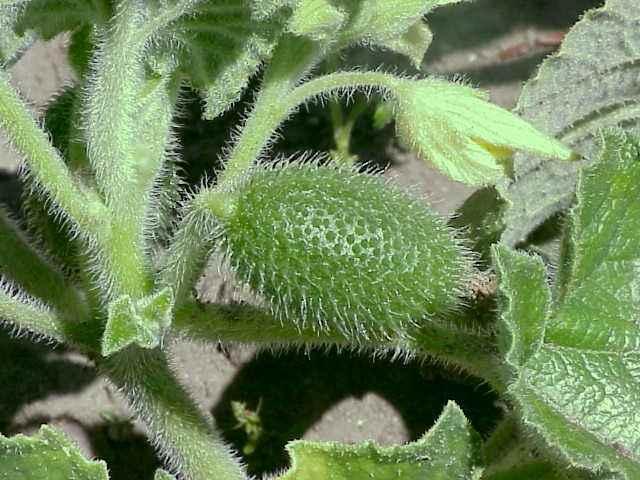 <p><span style="color:#FF0000"><em><strong>Halk arasında Ebu Cehil Karpuzu, Eşek Hıyarı Otu ve Acı Kavun olarak bilinen bitkinin meyvesi resmen zehir saçıyor. Türkiye'nin birçok yerinde kendiliğinden yetişen bu bitkiyi uzmanlar kesinlikle evinize dahi sokmamanız gerektiği konusunda vurgu yapıyor. Peki Eşek hıyarı ne işe yarar? Zararları neler?</strong></em></span></p>