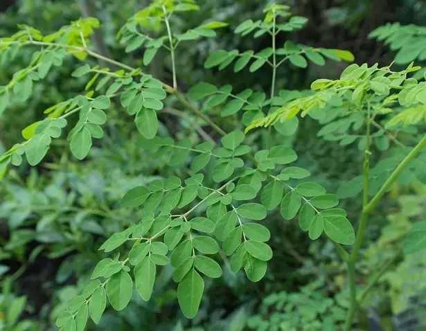 <p>Moringa oleifera olarak da bilinen Moringa bitkisi, a tam adıyla Moringa Oleifera, anavatanı Hindistan olan ve Pakistan, Nepal, Filipinler gibi başka ülkelerde de yetiştirilen şifalı bir bitki türüdür. Doğu ülkelerinde diyabet, kalp hastalığı, anemi, artrit gibi pek çok hastalığın önlenmesi ve tedavisinde nesiller boyunca kullanılmıştır.</p>
