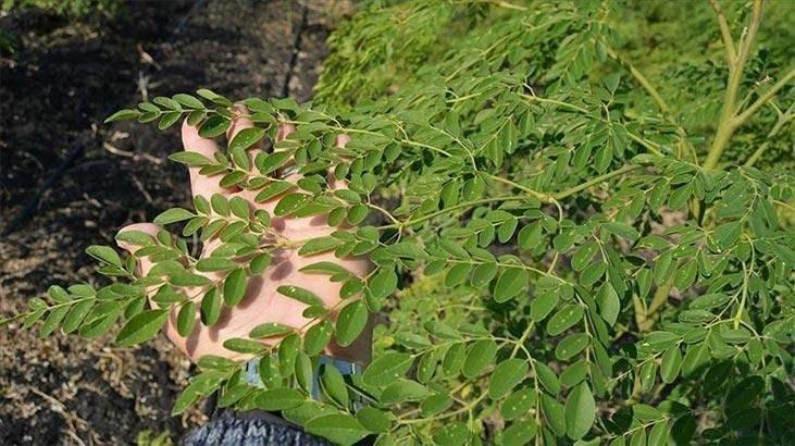 <p>Moringa çayı, ülkemizde daha çok poşet çay şeklinde satılmaktadır. Bu sebeple kullanımı ve hazırlanması son derece kolay ve pratiktir. </p>