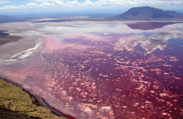 <p>Tanzanya'da bulunan Natron Gölü ise bir başka tehlikeli yerdir. Gölün yüzeyindeki alkali tuz kabuğunun pH değeri 9 civarındadır ve bu durum hayvanların ve insanların derilerinin yanmasına sebep olabilir. Ayrıca gölde yüzmek yasaktır ve eğer girmeye çalışırsanız gölün yüzeyinden yayılan hidrojen sülfit kokusu nedeniyle ölmeniz olasıdır. Bunun yanı sıra suyun sıcaklığı 60 dereceye ulaşabiliyor.</p>