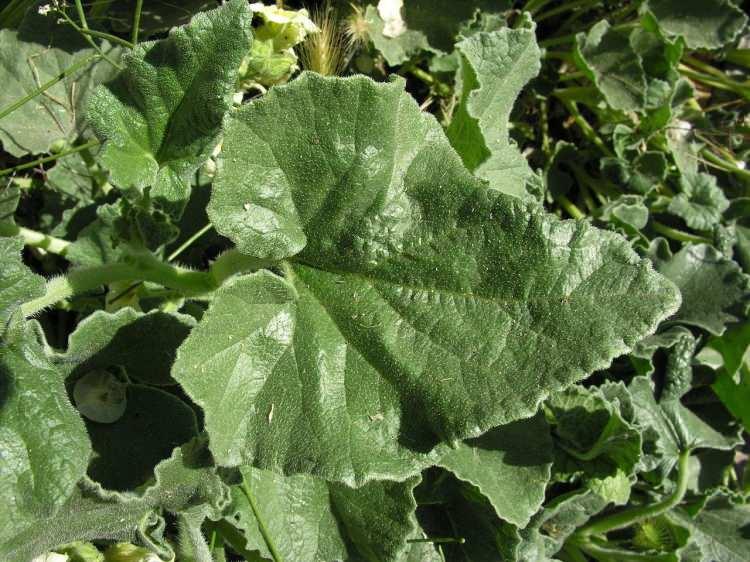 <p>Eşek hıyarı (Ecballium elaterium), bir çiçekli bitkiler familyası olan Cucurbitaceae (kabakgiller) içinde bulunan Ecballium cinsinin bilinen tek türü.</p>