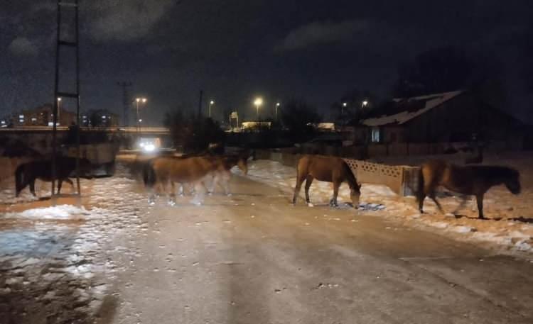 <p>Yiyecek bulmak için karla kaplı yayladan şehir merkezine inen atları görenler belediye ekiplerine haber verdi.</p>
