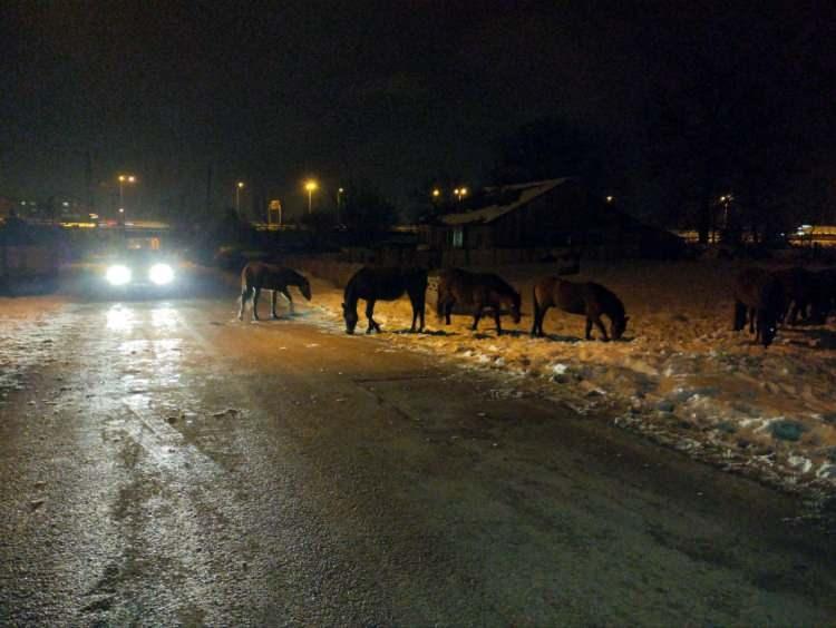 <p>Onlarca atın şehir merkezindeki görüntüleri ilginç anlara sahne oldu.</p>
