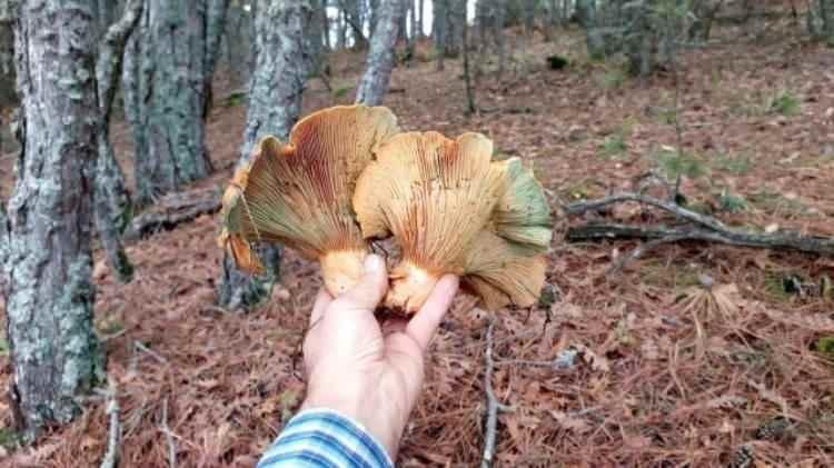 <p>Ormandan soframıza gelen bu lezzet, sulu yemek, kavurma, kızartma ve közde bütün olarak pişirilerek tüketilebiliyor. Mantarı hem severek tüketiyoruz, hem de satarak maddi kazanç sağlıyoruz" ifadelerini kullandı.</p>
<p>İHA</p>