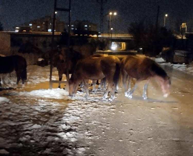 <p>Bolu merkeze 10 kilometre uzaklıkta bulunan At Yaylası'nda yaşayan yılkı atları, akşam saatlerinde şehir merkezinde bulunan Kürkçüler Mahallesi'nde görüldü.</p>
