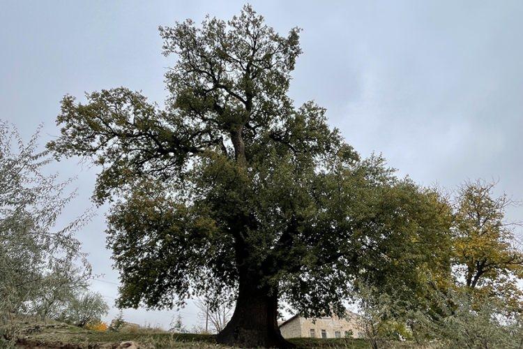<p>Nevşehir'in Avanos ilçesine bağlı Özkonak beldesinde bulunan ve Anıt Ağaç olarak tescillenen 530 yaşındaki sapsız meşe, geniş gövdesinin kabuklarında ve görkemli dallarında asırların izini taşımaya devam ediyor. </p>