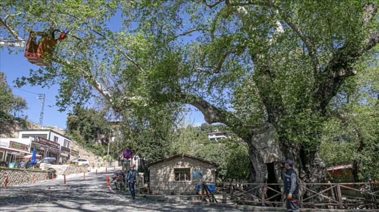 <p>Hatay'ın Samandağ ilçesinde 1981 yılında anıt ağaç olarak tescillenen ve "Musa Ağacı" diye de bilinen 2 bin yıllık doğu çınarının bakımı özenle yapılıyor.</p>
<p> </p>