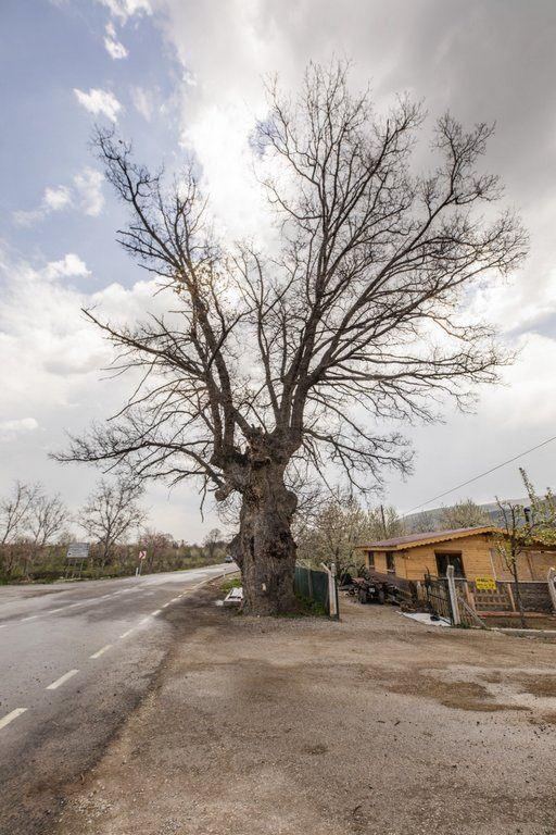 <p>Doğal miras kabul edilen anıt ağaçlar, tarihe tanıklık ediyor. Kütahya merkeze bağlı Sekiören köyündeki 1146 yıllık saplı meşe ağacı, dikkati çekiyor. Gövde çapı 201 santimetre boyu ise 20 metre yüksekliğinde olan ağaç, aynı zamanda çok sayıda sincaba ev sahipliği yapıyor. Sonbaharda yaprakları dökülen meşe ağacının dalları adeta insan vücudundaki damar sistemi andırıyor.</p>