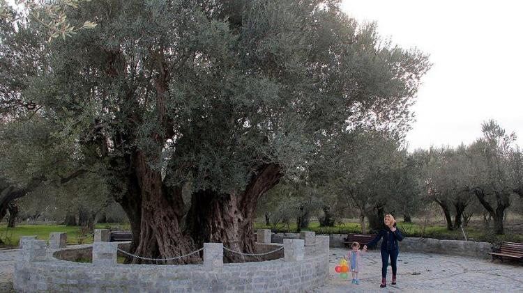 <p>Kırkağaç'ta ilk tespit çalışmasında, 1652 yıllık olduğu saptanan zeytin ağacının daha yaşlı olduğu iddiası üzerine karbon testi çalışması başlatıldı.</p>
<p> </p>