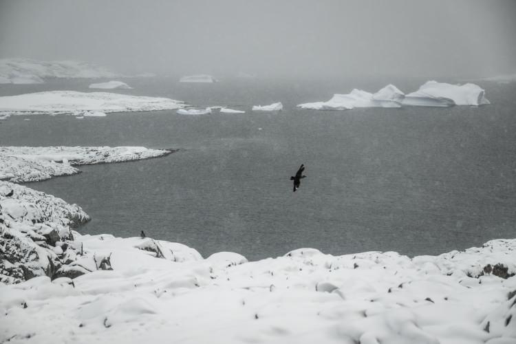 <p>8. Ulusal Antarktika Bilim Seferi'ne katılan bilim ekibi, Antarktika Horseshoe Adası'nda bulunan bilimsel çalışma kampına varmadan önceki son istasyon olan Dismal Adası'ndaki çalışmalarını tamamladı.</p>
