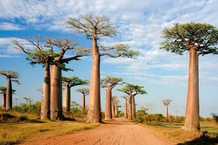 <p>50. Sırada</p>

<p>Madagascar</p>

<p>30,325,732</p>
