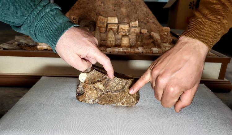 <p>Adıyaman Müzesi Müdürü Mehmet Alkan konuyla ilgili yaptığı açıklamada, “Adıyaman’ın Besni ilçesinde bir vatandaş tarafından bulunan balık fosili, Adıyaman Müzesi’ne getirildi. Kayaç üzerindeki balık fosili yaklaşık 8 santim uzunluğunda, kılcal damarları ve yüzgeçleri belirgin bir vaziyette görülüyor. </p>
