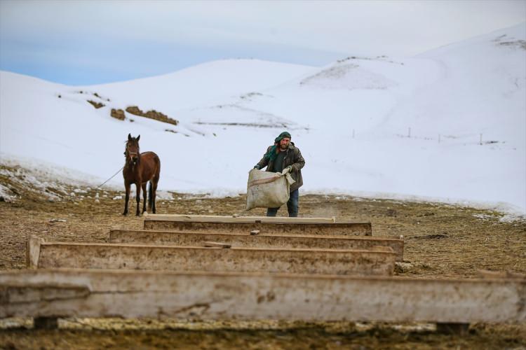 <p>Bazı geceler sıcaklığın sıfırın altında 30 dereceye kadar düşmesiyle yaşamın zorlaştığı mahallede, günün büyük bölümünü kar üzerinde hayvanlarını beslemekle geçiren Sarı'ya en büyük desteği eşi veriyor.</p>
