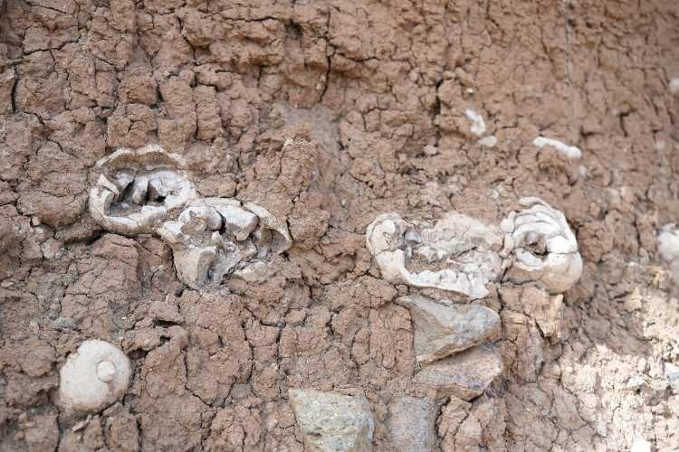 <p>Tekeli; "Arkadaşlarla telleri çekerken fark ettim. Yetkililere bildirdim. Uzun bir hayvana ait olduğunu tahmin ettik, dinozor olabilir yaklaşık 25 metreye yakın bir mesafesi var. Yakın bir zamanda oluşan bir şey değil, fosilleşmiş artık kemikler.</p>
