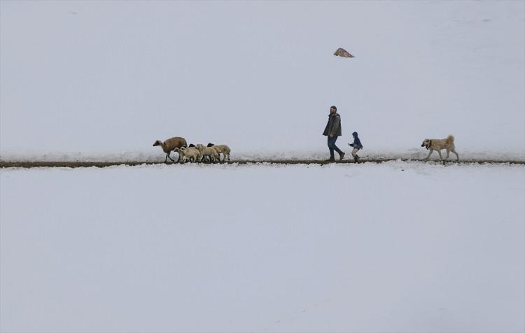 <p>Hayvanları ağıldan besleme alanına götürmenin zorluğuna rağmen kar üzerinde 300 koyununa baktığını anlatan Sarı, şöyle konuştu:</p>

<p>"Zamanımız hep koyunlarla geçiyor. Sabahtan akşama kadar koyunların içindeyiz. Bu iş dededen babama, ondan da bana kaldı. Ben de hayvancılık yapmaya kararlıyım. Bazen 2 metreden fazla kar yağıyor. Tipi sürekli etkili oluyor. Koyunların doğumları başladı, yılın ilk kuzuları geldi. Bazen hayvanlar hastalanıyor. Yol açılıyor ama tipiden dolayı sürekli kapanıyor. Her kapandığında Sayın Kaymakamımız yolu açtırıyor. Burası sessiz ve ıssız bir yer, kimse yok. Kurtlar sürekli geliyor. Köpeklerimiz olmazsa kurtlarla baş edemeyiz. Burada yaşamak zor ama hayvanlarımız için mecburuz. Hayvanlarımı bırakamıyorum. Başka geçim kaynağımız yok."</p>
