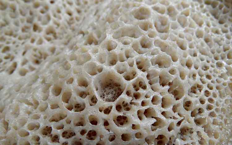 <p>Injera, Etiyopya<br />
</p>
