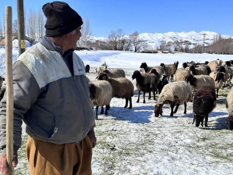<p><strong>İRAN'DAN GELDİ</strong></p>

<p>İlçeye 15 kilometre uzaklıkta bulunan Çukurca köyündeki çiftçiler, zorlu kış sürecinde yerli çoban bulunmayınca İran’ın Urmiye şehrinde 40 bin TL’ye çalışacak çoban getirdiler.</p>
