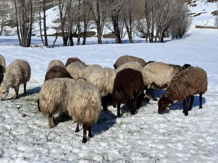 <p>Bize sunulan para, İran parasına göre çok iyi ve kabul ettik. 4 aydır bu köydeyim ve 300 koyuna bakıyorum. Bana çok iyi davranıyorlar ve benle ilgileniyorlar. Allah nasip ederse kışın bitmesiyle yeniden şehrime çocuklarıma döneceğim” dedi.</p>