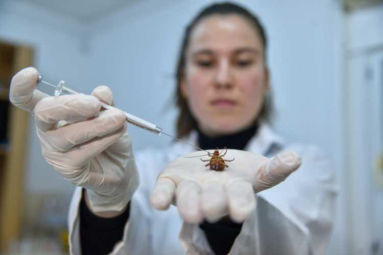 <p>Üniversite öğrenimi öncesi gördüklerindeki korktukları hamam böcekleriyle deneysel araştırma yürüten öğrenciler, elde ettikleri sonuçla hamam böceğinin popülasyonunun azalması amacıyla çalışmalar gerçekleştiriyor.</p>
