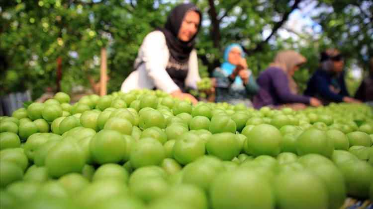 <p>Erken hasat papaz eriğini almak için Marmaris'ten İznik'e geldiğini ifade eden Özdemir Yiğit ise, “Sosyal medyada erik üretimini duydum, soluğu hemen burada aldım. Eriklerin lezzeti ise harika” dedi.</p>

<p> </p>
