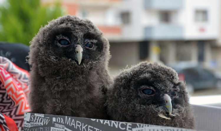 <p>Baykuş yavrularını çok sevdiğini ve patatesle beslediğini söyleyen Ayşe Dündar, “Sabah saatlerinde balkonda saksının içine tünemiş halde iki tane baykuş yavrusu bulduk. Yavru olduklarını ve yorgun düştüklerini gördük. Hemen kanatlarını kontrol ettik ve yaralı olmadığını anlayınca eve aldık."dedi. </p>
