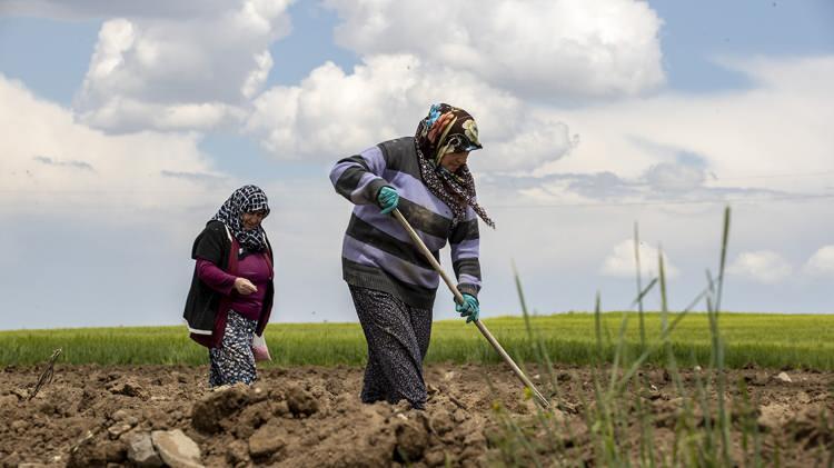 <p>Kadın işçiler doğumdan önce ve sonra 8’er hafta analık izni kullanır. Analık izninde kadın sigortalıya son 12 aylık dönemdeki prime esas kazancının 3’te 2’si oranında iş göremezlik ödeneği verilir. Buna rapor parası da denilir. Bu haktan yararlanabilmek için son bir yılda en az 120 gün sigorta primi ödenmiş olması gerekiyor.</p>
<p> </p>
<p>Son bir yılda 180 günden az prim günü bulunanların iş göremezlik ödeneği iki asgari ücret tutarında kazancı olan işçiye yapılan ödemeyi aşamaz.</p>