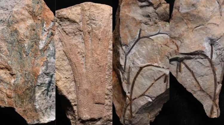 <p>CNN'in haberine göre, bilim insanları fosilleri, Bristol Kanalı'nın güney yakasında, Minehead kentindeki bir parkın yakınındaki kumtaşı kayalıklarında buldu.</p>
