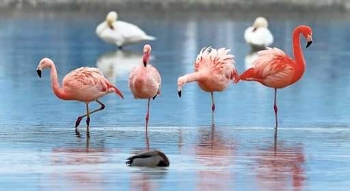 <p>ABD'de 2017'de görülen son güneş tutulması sırasında, <strong>flamingolar yavrularını korumak için onların çevresini sarmış, zürafalar tutuldukları kafeslerde koşmaya başlamış, kuş sürüleriyse uçmayı bırakarak ağaçlara konmuştu.</strong></p>