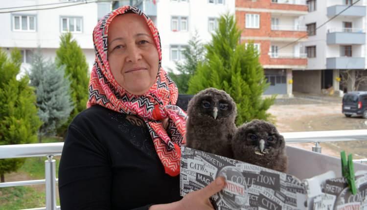 <p>Giresun’un Bulancak ilçesi İhsaniye mahallesinde yaşayan Ayşe Dündar, bir sabah kalktığında evinin balkonundaki saksı içerisinde bir çift baykuş yavrusu buldu.</p>
